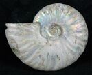 Silver Iridescent Ammonite - Madagascar #13699-1